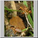 Scatophaga sp - Dungfliege 01b.jpg